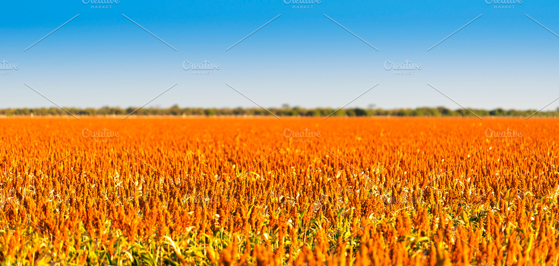 Sorghum, a Nature Photo by THP Creative