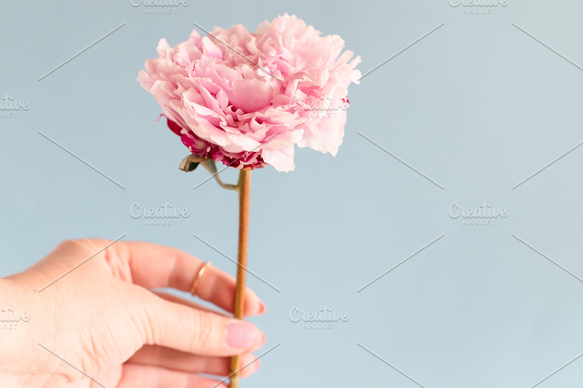 Pink peony stock photo bundle containing pink, peony, and fowers, a Business Photo by Savvy Stock Shop (Photo 6 of 16)