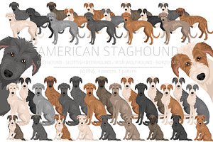 American Staghound dog