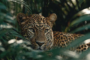 Leopard resting among green leaves, a Photo by Beautiful things