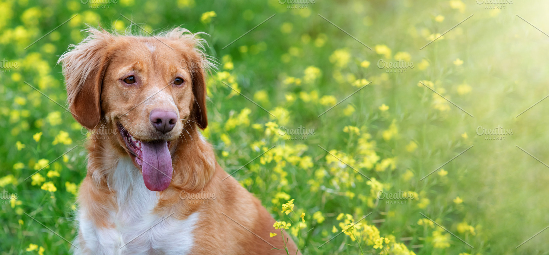 Happy Golden Dog in Spring Wildflower Meadow with Soft Copy Spac, an Animal Photo by José Manuel Gelpi