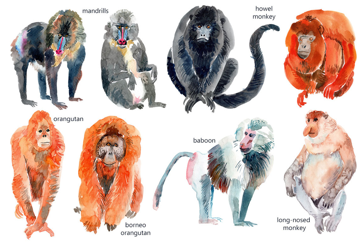 Watercolor Happy Monkeys, an Animal Illustration by Anastasia (Photo 11 of 13)