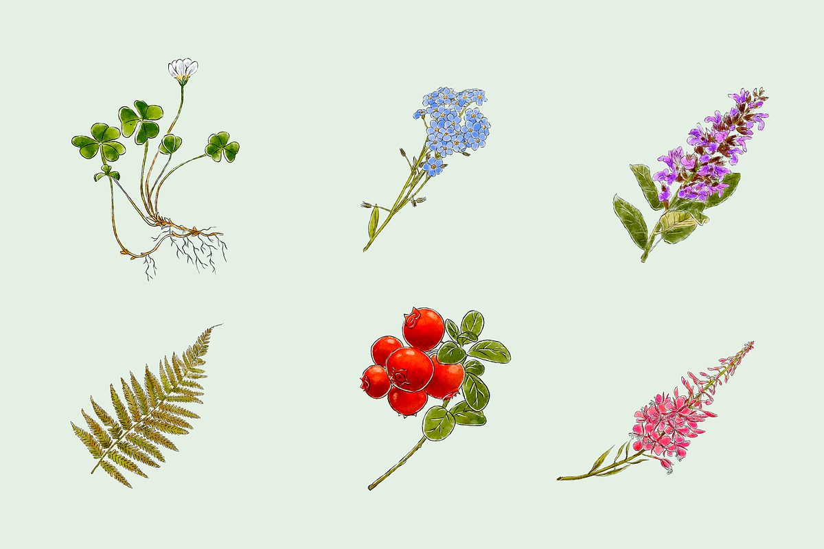 Flowers Illustration Bundle, a Decorative Illustration by Schumacher Shop (Photo 7 of 18)