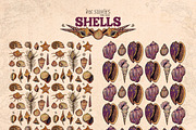 Shells, an Animal Illustration by Ink Stories (Thumbnail 19 of 21)