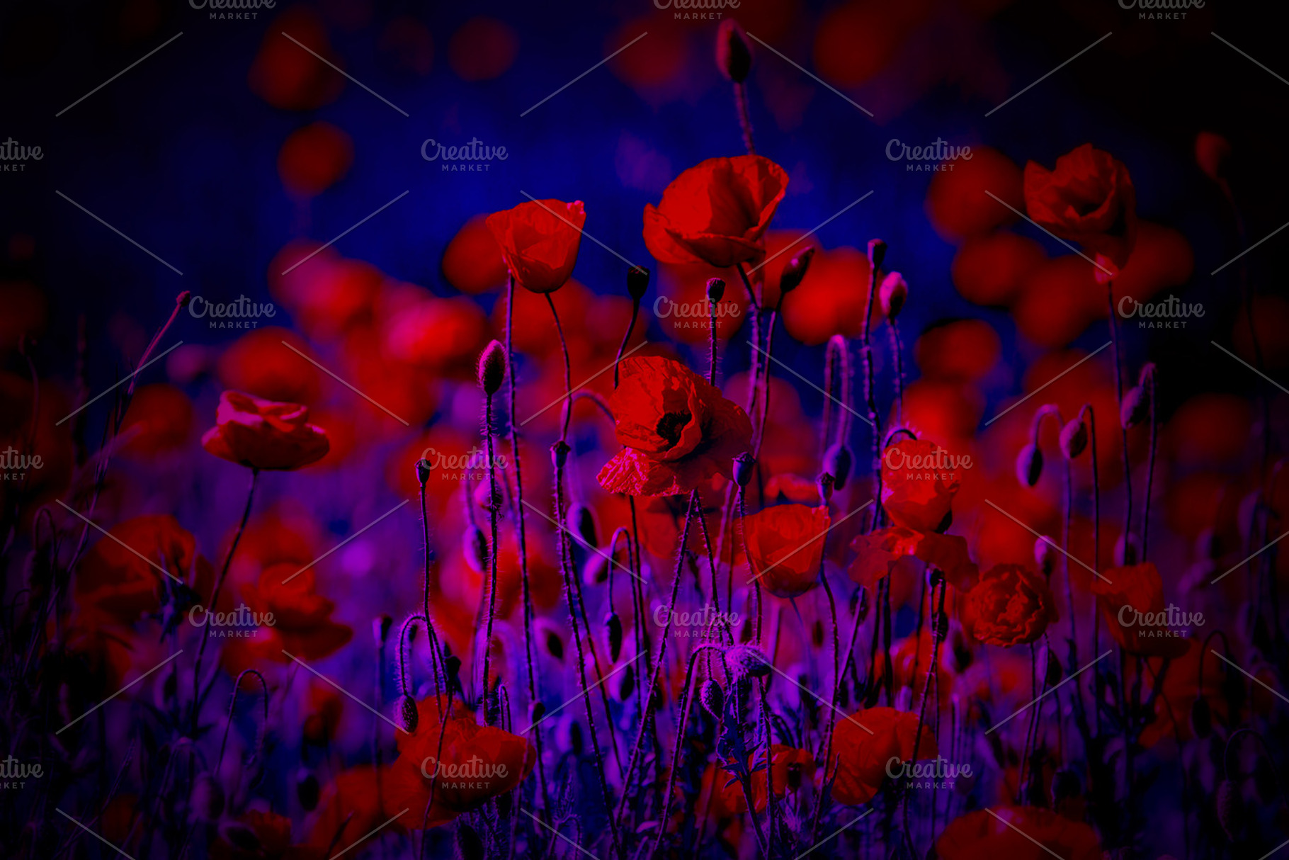 field with poppy flowers, a Nature Photo by OXYMORON 