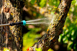 Close-up of pest control spraying on tree trunk outdoors, highlighting garden m, a Nature Photo by Ales Munt