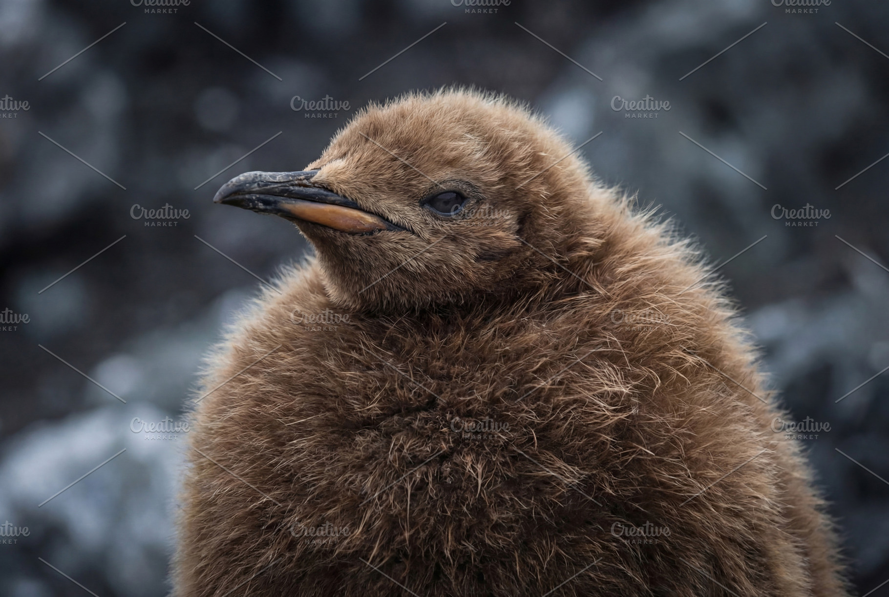 Fluffy Brown King Penguin Chick, an Animal Photo by Virgo Studio