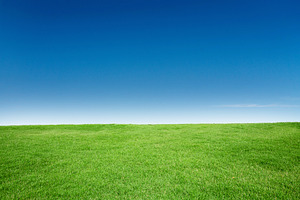 Grass texture with blue sky containing abstract, background, and beautiful