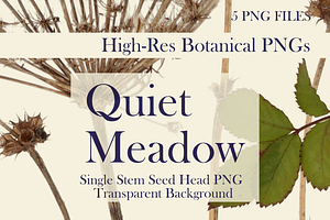 Quiet Meadow — Single Stem Seed Head