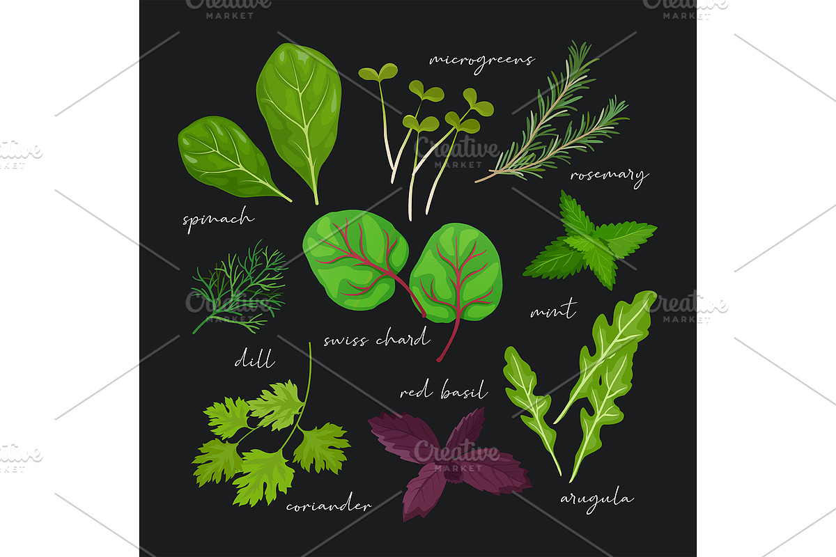 Herbs and leaves collection, a Food Illustration by Elen_Art