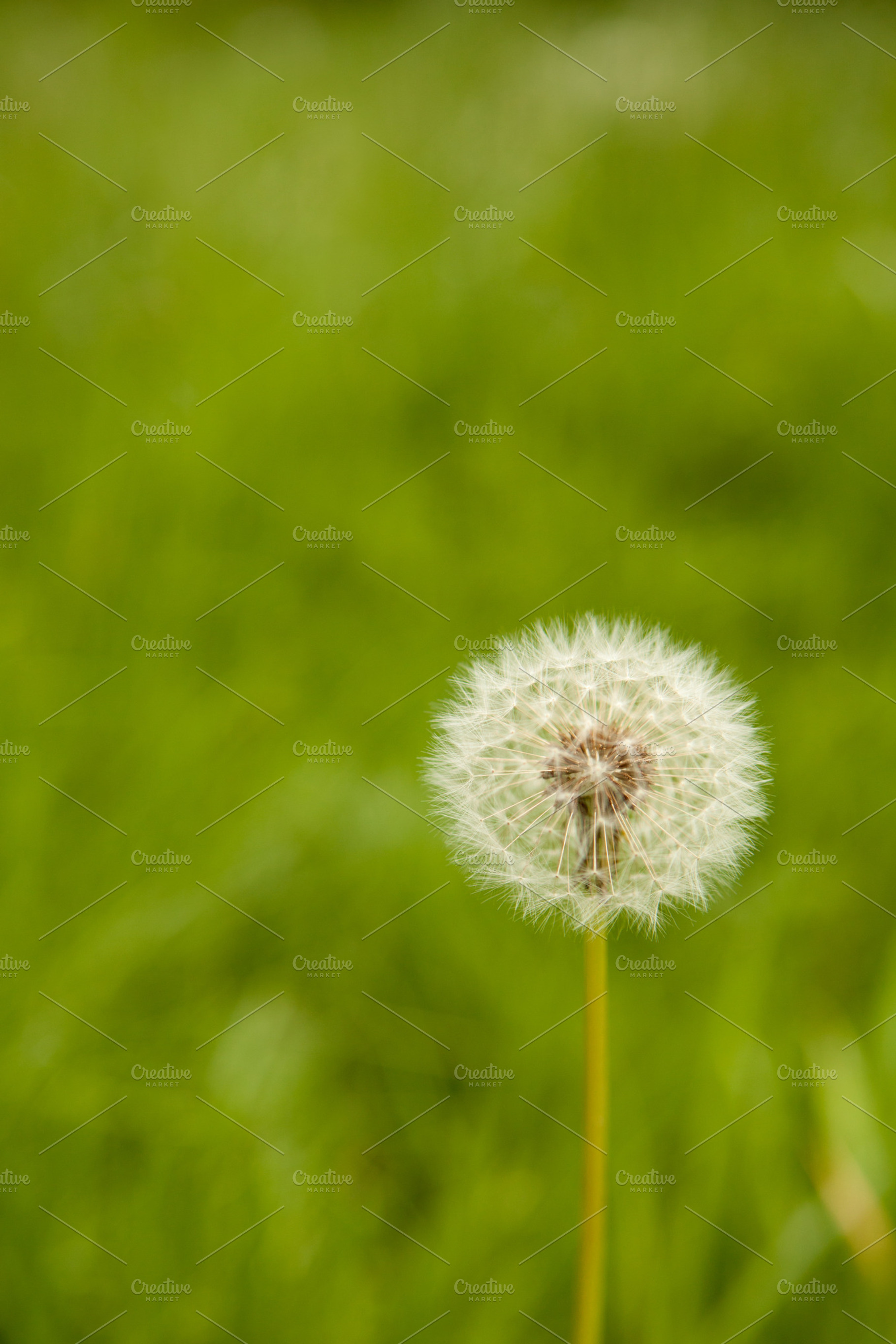 Portrait Of A Dandelion