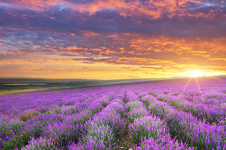 Meadow of lavender landscape nature stock photo containing lavender and field, a Nature Photo by djgis
