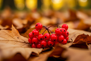 Red berries lying on autumn leaves i, a Nature Photo by professorinc