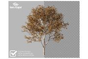 72 Autumn Trees Photo Overlays, a Nature Photo by KenScape (Thumbnail 2 of 3)