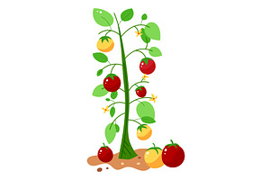 Tomato plant bearing red yellow