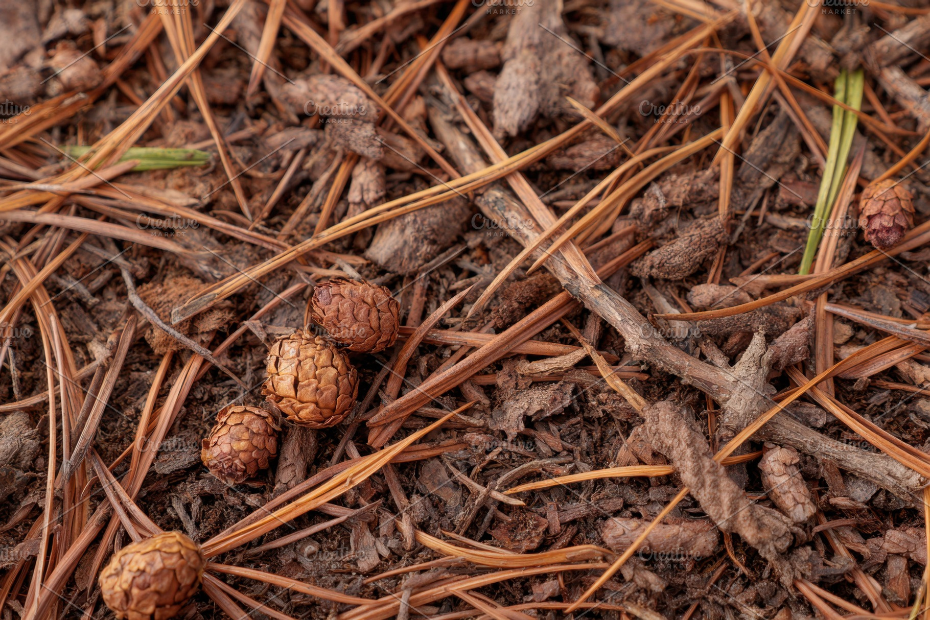 Pine needles and cones on forest floor, a Nature Photo by AlyaAnd