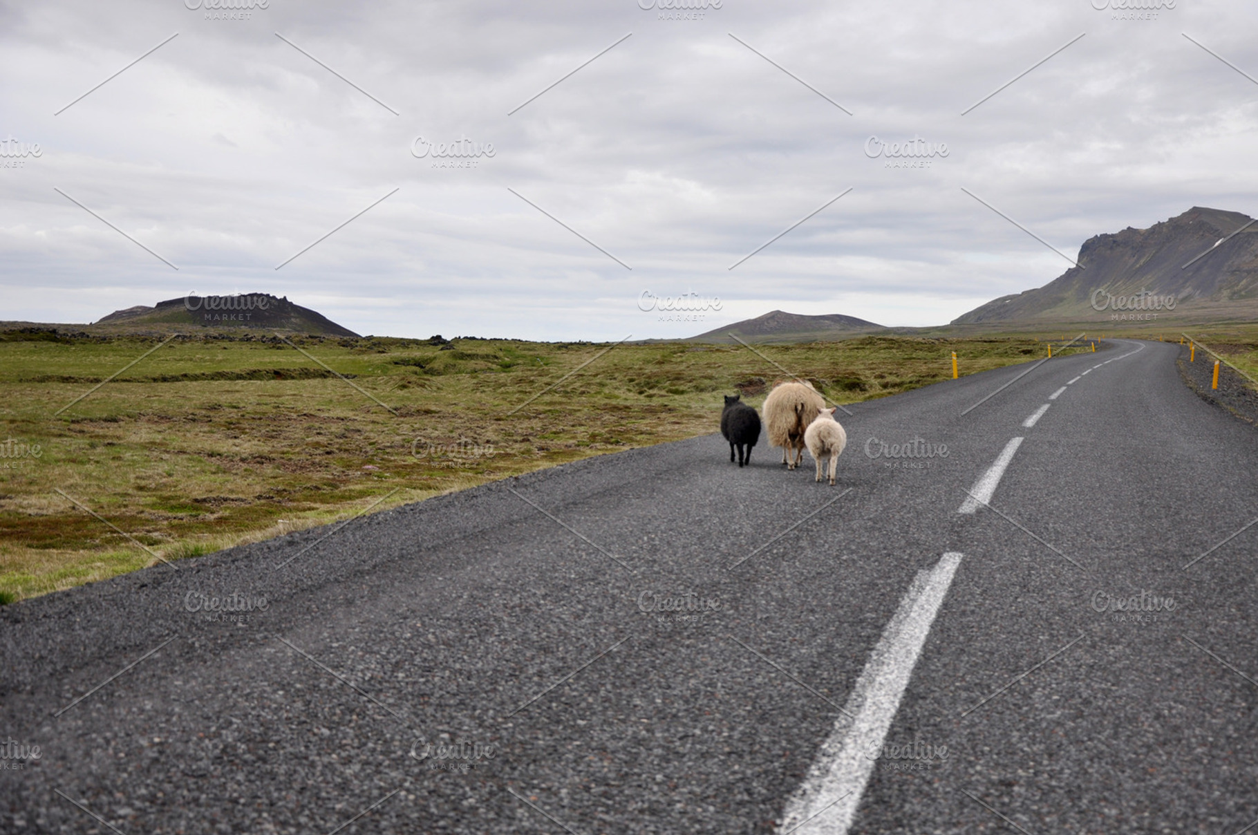 Icelandic sheep containing iceland, nordic, and landscape, a Nature Photo by Topographically