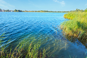 Summer lake calm rushy shore., a Nature Photo by YuriyB