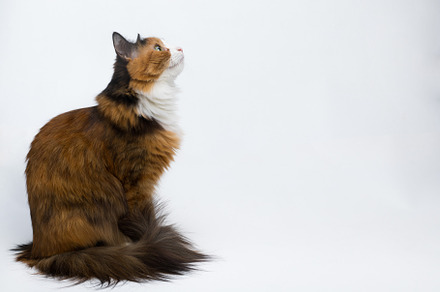 Multicolored young cat on a white b containing cat, pet, and animal, an Animal Photo by oleghz