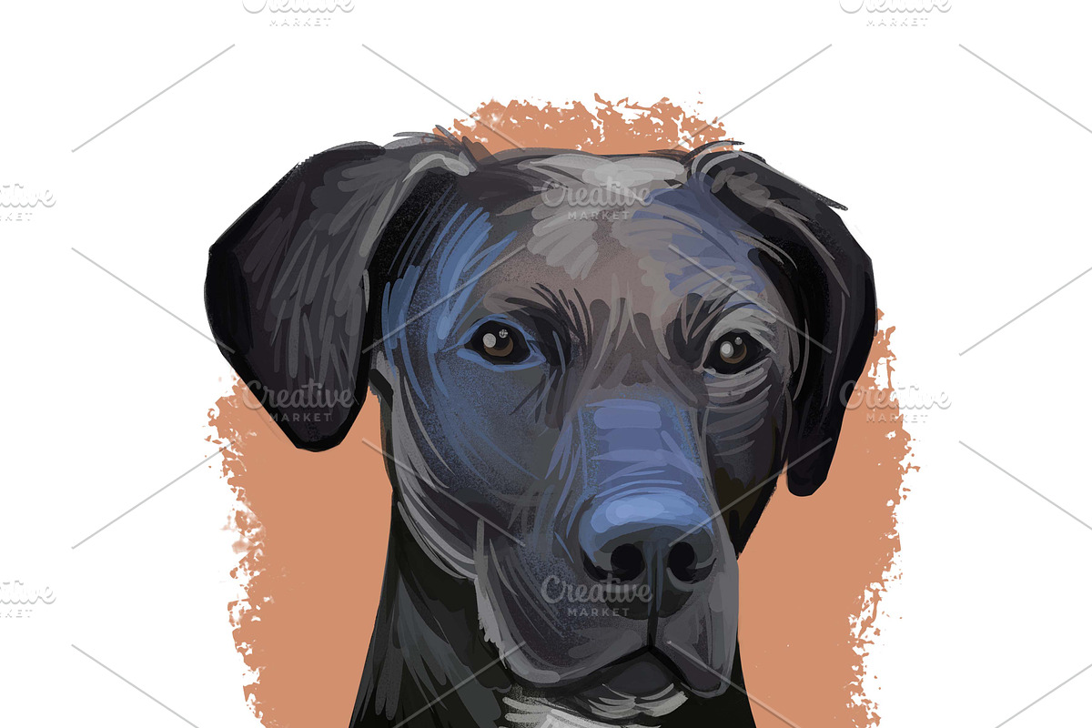 55 Dog Breeds Popular in USA, an Animal Illustration by Dneprstock (Photo 10 of 14)