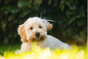 Maltipoo Puppy Portrait with Bright, an Animal Photo by MadPhotos