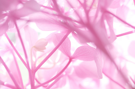 Pink emotions featuring close-up, macro, and flower, a Nature Photo by Maria Dattola Photography