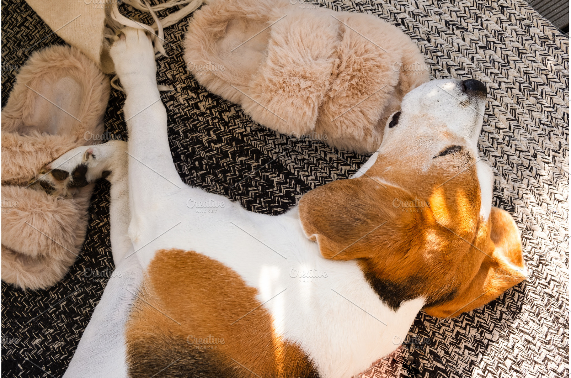 Portrait of Adult male beagle dog, a Technology Photo by MadPhotos