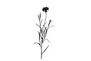 Botanical bundle - svg, png, a Decorative Illustration by Watercolor_Vector Graphic (Thumbnail 26 of 26)