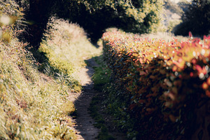 Camino trail with autumn hedges, a Nature Photo by SkyNext