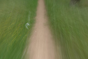 path through grass and forest trees, a Nature Photo by sirylok