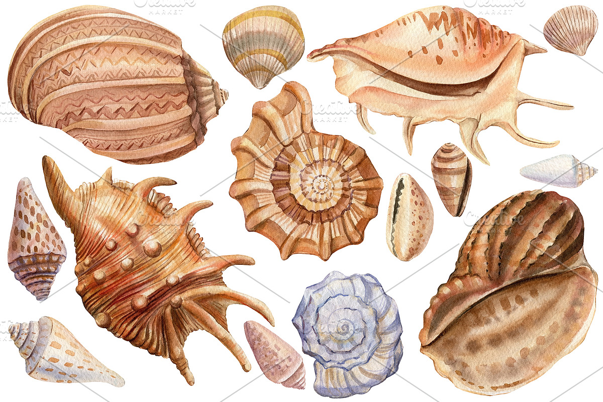Seashells and fish, watercolor, an Animal Illustration by Hanna Hryharenka (Photo 8 of 20)