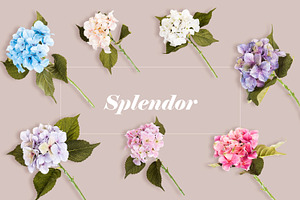 Flowers Scene Creator Mockup Set