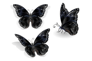 Set Of Black Butterflies Morpho