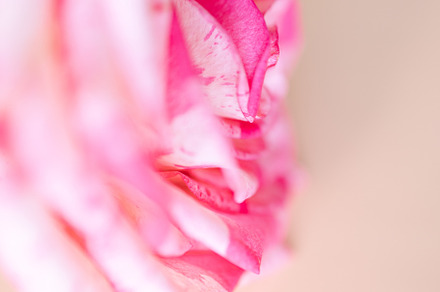 Pink rose