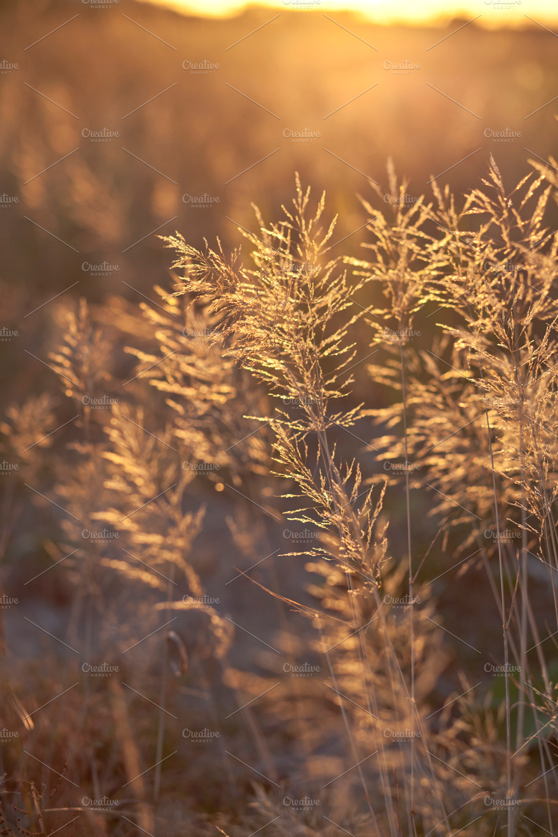 Golden hour ii stock photo containing golden hour and photo, a Nature Photo by BonVoyage