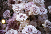 A Garden of Roses | Wedding, Events, a Nature Photo by Farewell (Thumbnail 19 of 41)