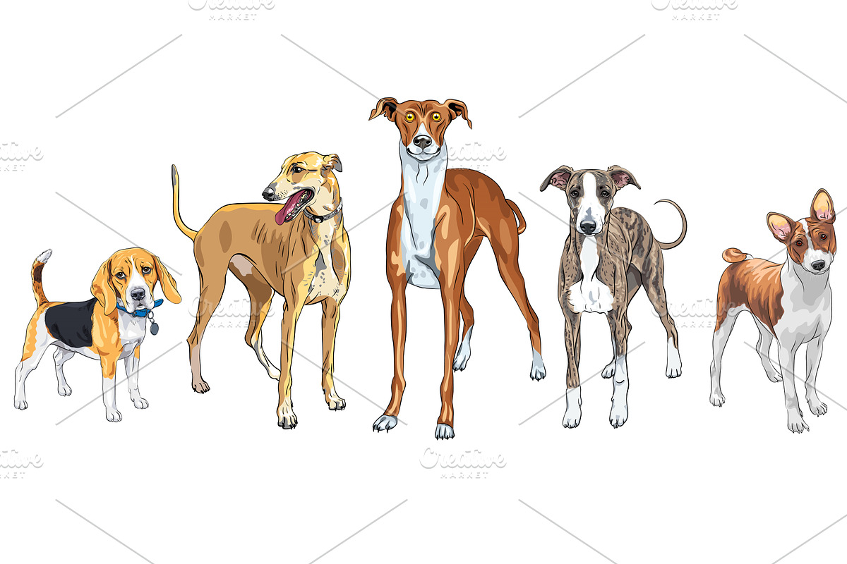 Vector set of Dogs different breed, an Animal Illustration by kavalenkava