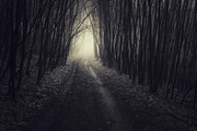 Haunted Halloween Forest Pack 1, a Holiday Photo by Atmospheric visuals (Thumbnail 5 of 6)