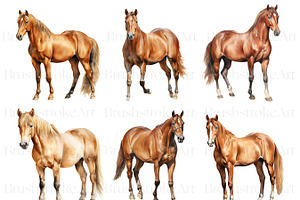 Watercolor Horse Clipart, Cute Horse