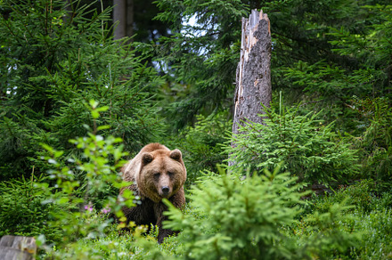 Wild Brown Bear in the summer forest. Animal in natural habitat., an Animal Photo by Byrdyak