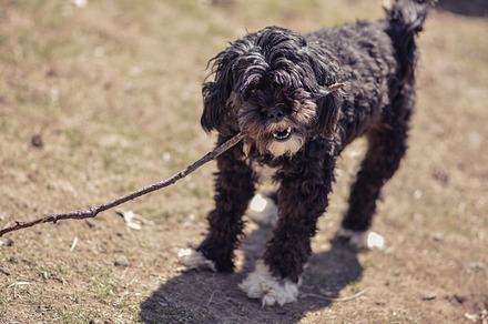 Dog In Sunlight preview 4