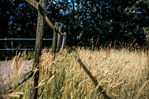 Golden grass with fence