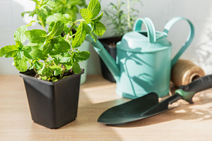 Fresh mint herb pot and gardening tools, a Nature Photo by Olena Rudo