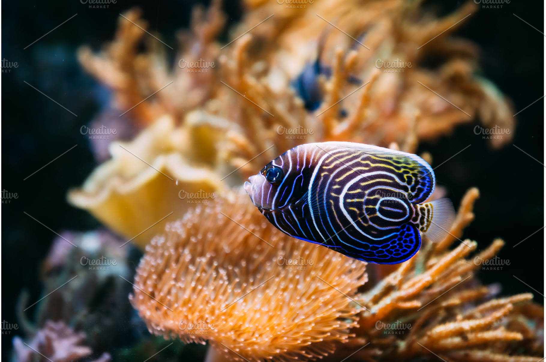 Pomacanthus navarchus blue angel sea, an Animal Photo by Our Amazing World