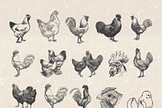Vintage Chicken Illustrations Vector, an Animal Illustration by Seaquint (Thumbnail 2 of 3)