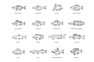Different types of fish, an Animal Illustration by Tettygreen