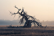 48 Dying Tree Images, a Nature Photo by h.utomo (Thumbnail 46 of 48)