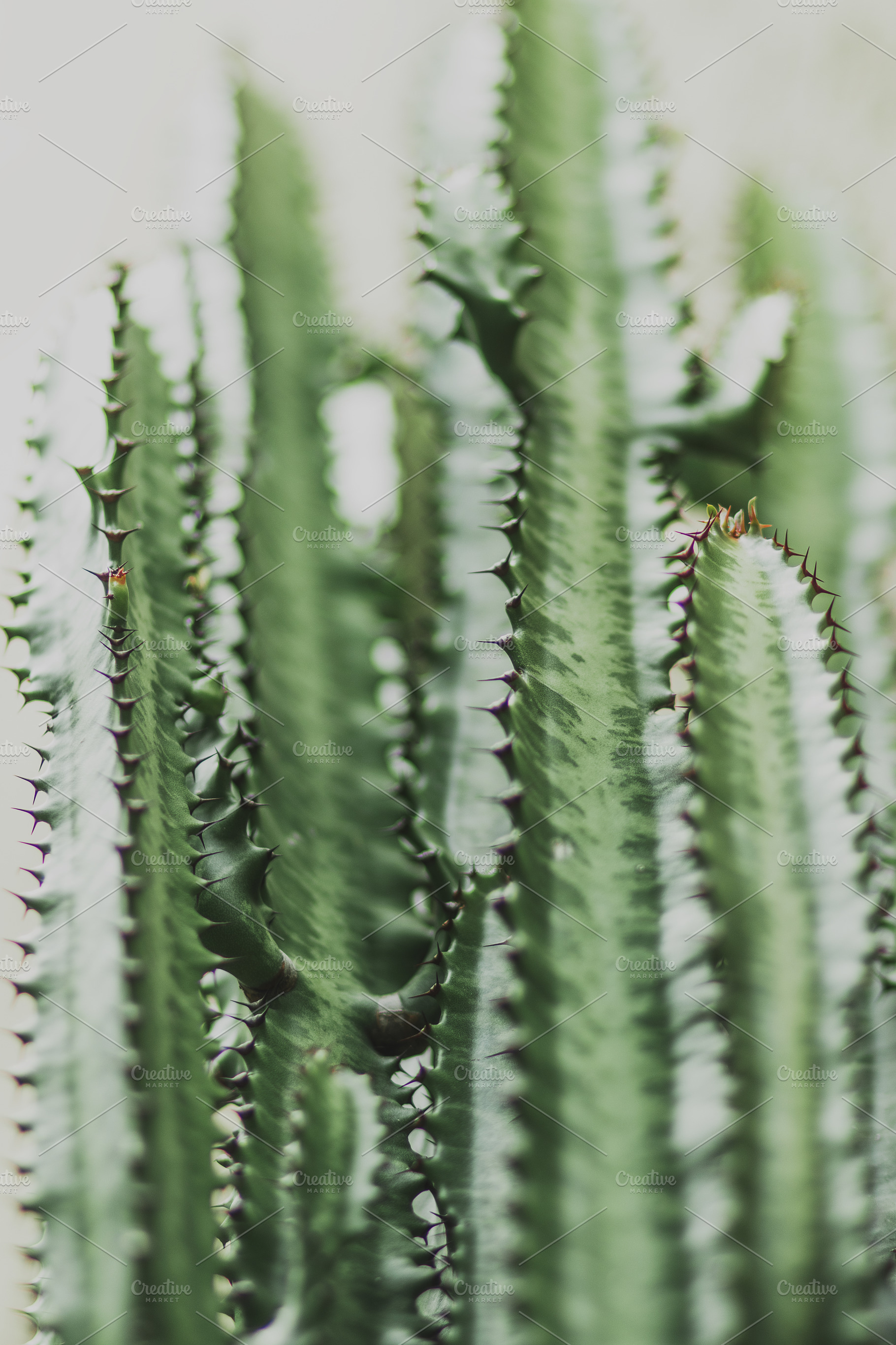 Light and Bright Cactus, a Nature Photo by René Jordaan Photography