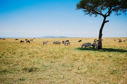 Safari in masai mara kenya containing africa, savannah, and savanna
