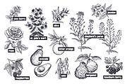 Medical plants. Big set., an Object Graphic by MarinaVorontsova (Thumbnail 4 of 11)